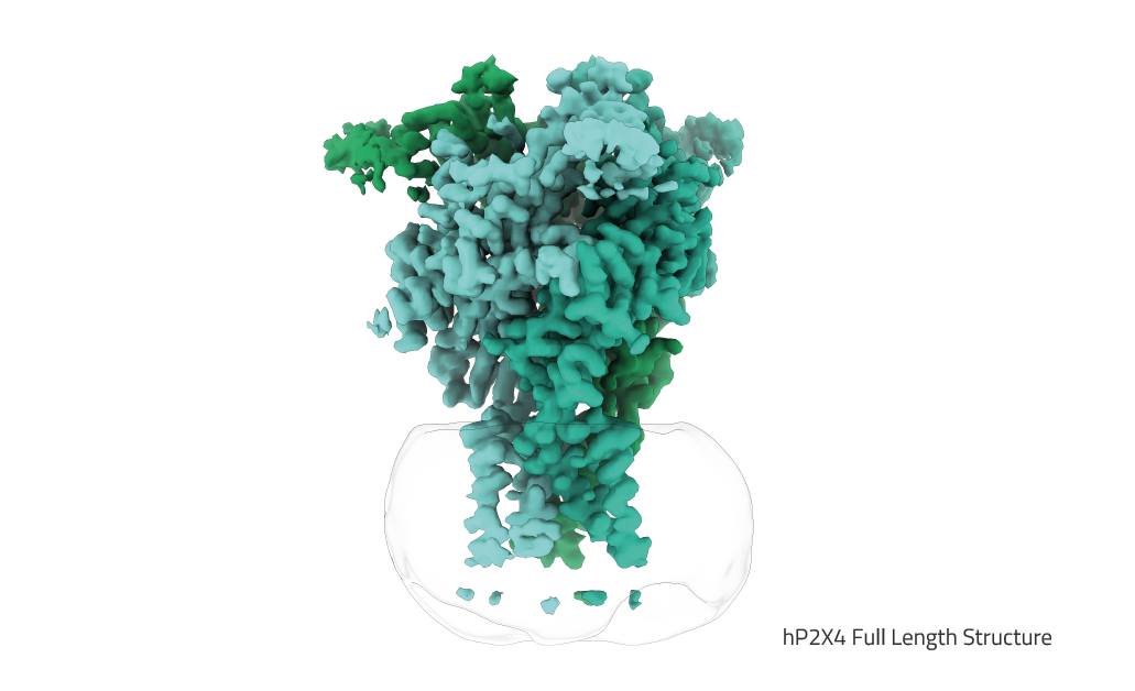 P2X4 Structure in Sulfo-Cubipol